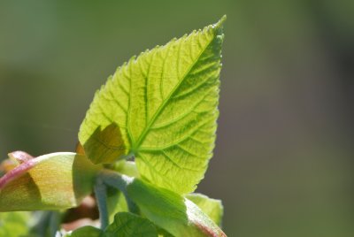 Tilia miqueliana - lípa Miquelova - jarní list